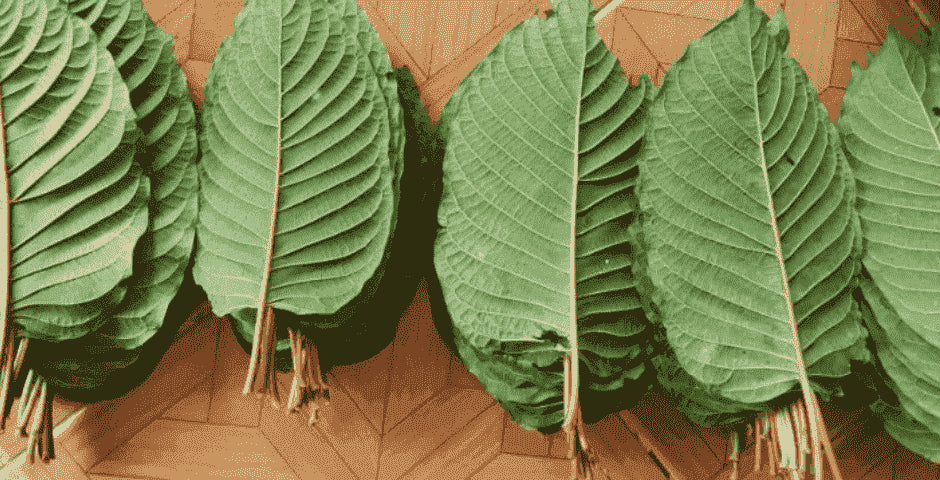 Thai Kratom, Analgetikum, Kraft, Ausdauer, organisch, Blätter, Mitragynin, stimulierende Wirkung, Leistung