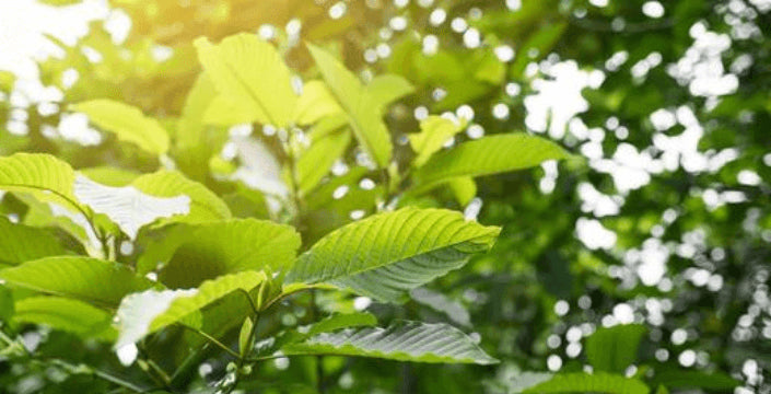 Kratom Baum Header