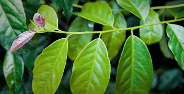 Wayusa alias Guayusa, Die Wirkung, Zuberreitung und herkunft