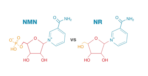 How NAD+ and NMN Help Fight Aging and Boost Energy