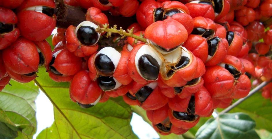 Natural energy sources: Guarana, Green Tea, Extra Joss and more