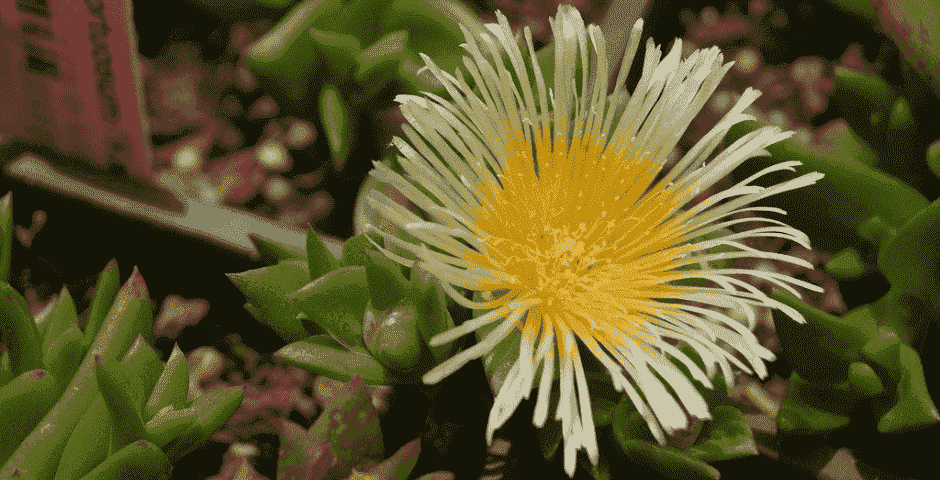 Kanna: Origin, Current Uses, and Its Unique Effects