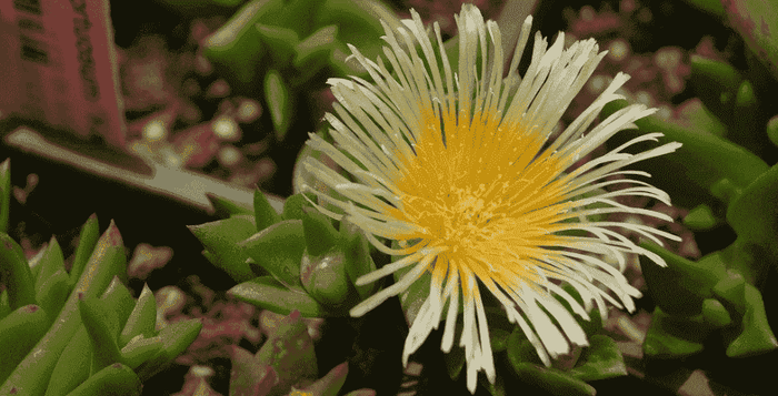 Kanna Sceletium Tortuosum geistiges Wohlbefinden Stress Stimmung Konzentration Kratom World