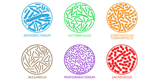 Probiotics: Benefits for Health and Intestinal Flora