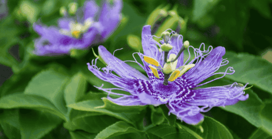 Passionflower: A Natural Stress, Anxiety and Kratom Withdrawal Aid