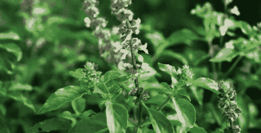 Tulsi Basil – a sacred herb against stress