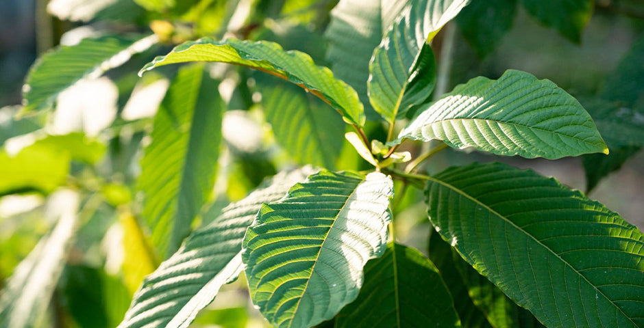 What is Mitragyna speciosa?