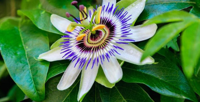 Passiflora Extrakt Passionsblume Angstlinderung Schlaf Kratomworld Artikelverkauf