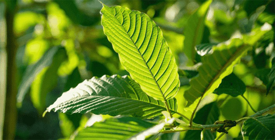 What is Kratom?