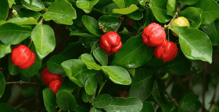 Acerola, Natural Vitamin C