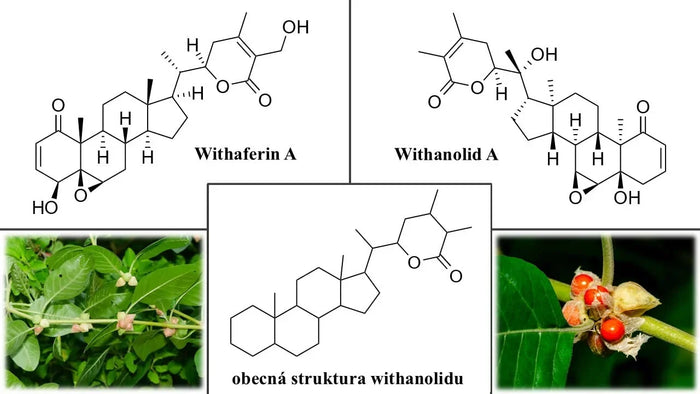 Ashwagandha-Collage, wissenschaftliche Artikel, Kratom World