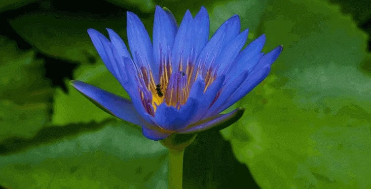 Blue Lotus: Mysterious flower with enchanting health benefits