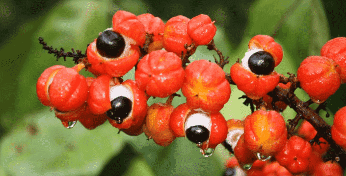 What is guarana and what are its effects?