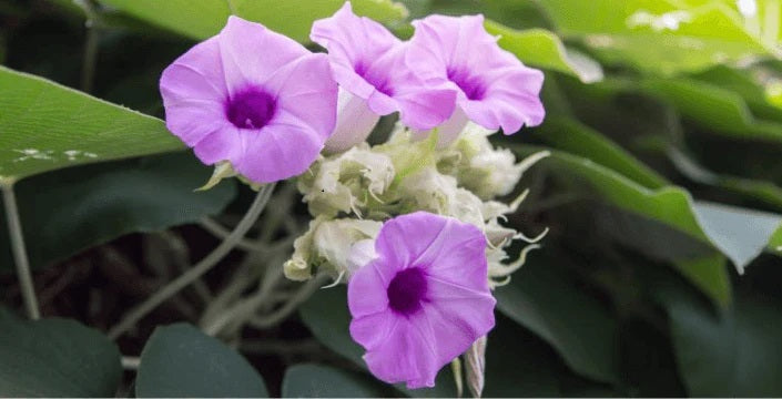 Hawaiian baby woodrose: The secret of the vine with seeds whispering of ancient wisdom