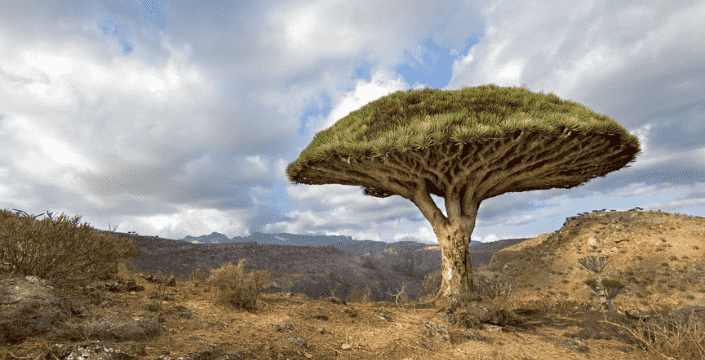 Dragon's Blood - What is it and what are its effects?