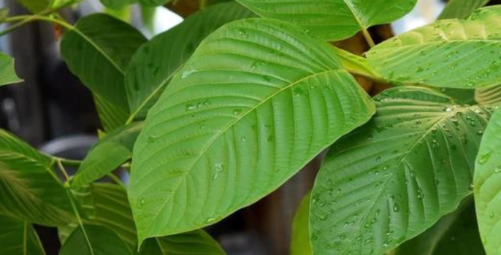 Growing kratom: what to watch out for?