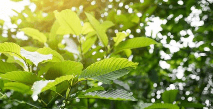 Worth knowing about the kratom tree