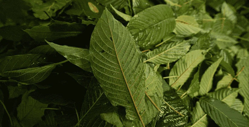 Stem and vein kratom: Try an alternative that may be more beneficial to you